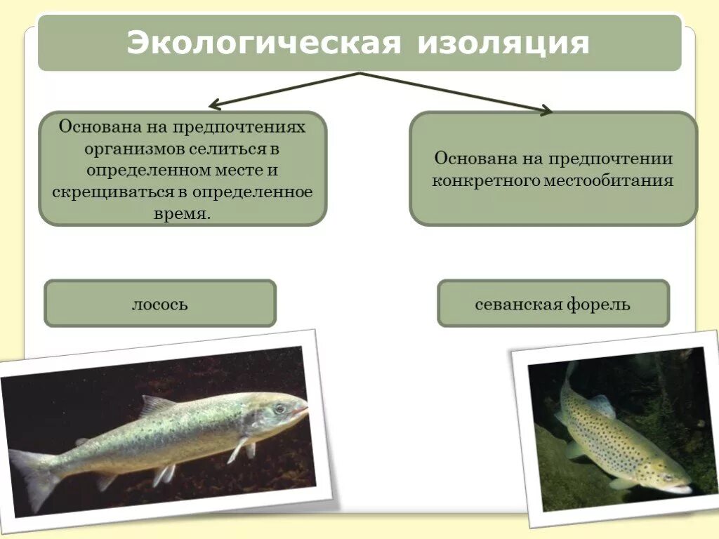 Изоляция севанской форели. Биологическая изоляция это в биологии. Определите по рисунку вид изоляции Севанской форели. Примеры сезонной изоляции в биологии. Видовая изоляция.