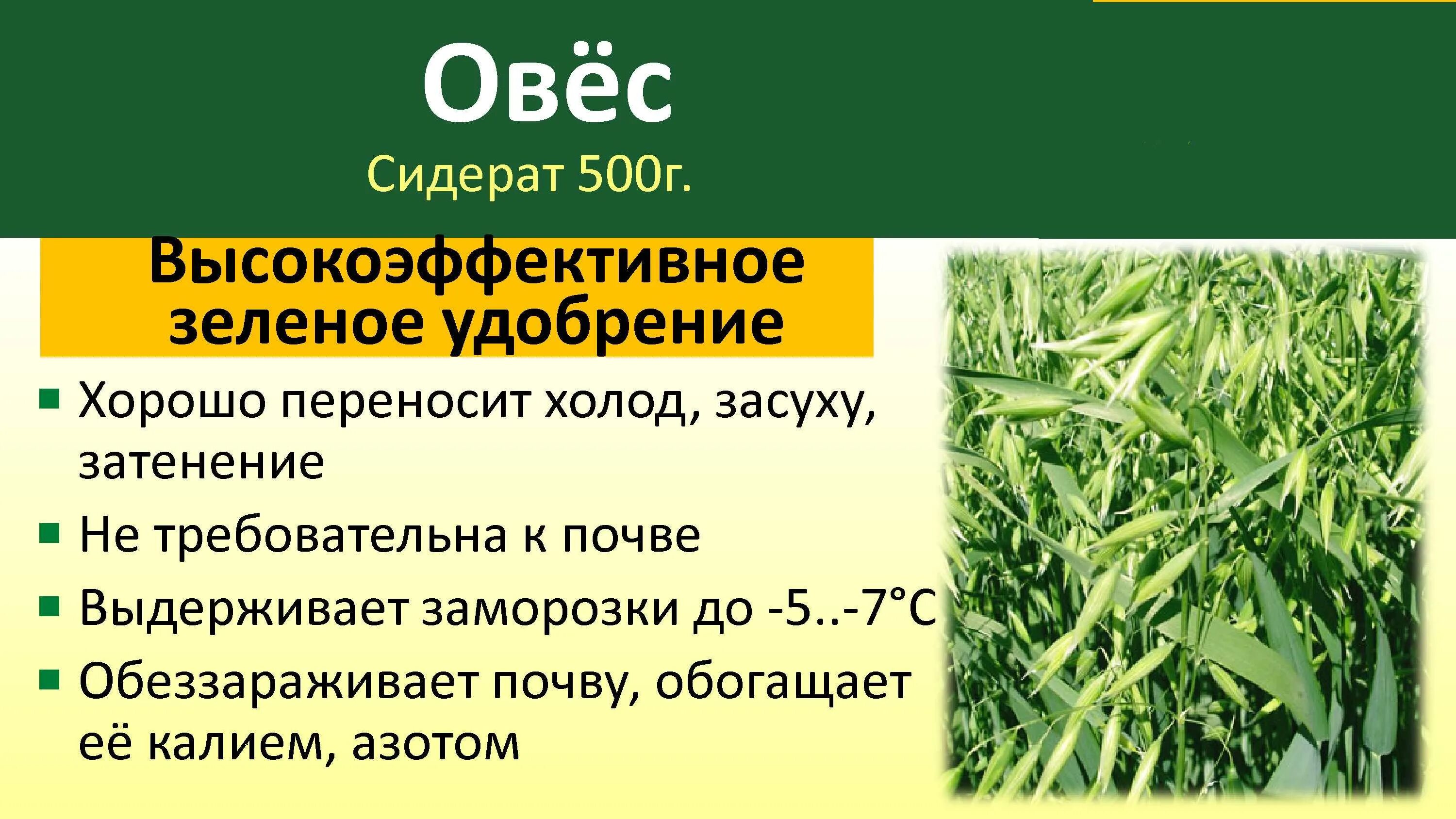 Почему использование сидератов лучше химических удобрений