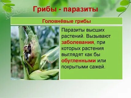 Грибы паразиты растений и животных