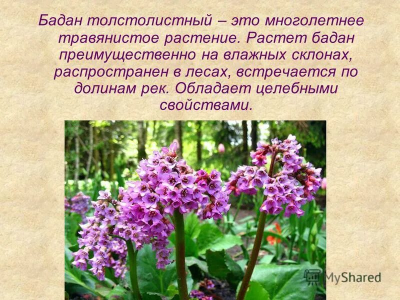 Бадан толстолистный цветок. Лекарственные растения бадан толстолистный. Бадан толстолистный плод. Бадан толстолистный ГФ. Цветок бадан фото и описание