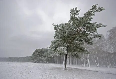 Снег ломает деревья