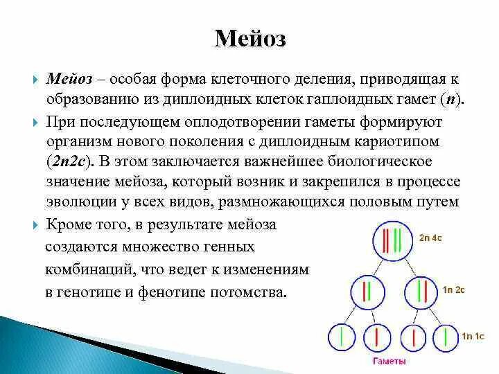 Биологическая сущность мейоза состоит в. Образование половых клеток мейоз. Образование гаплоидных клеток мейоз. Формирование половых клеток в процессе мейоза. Деление диплоидной клетки мейозом.