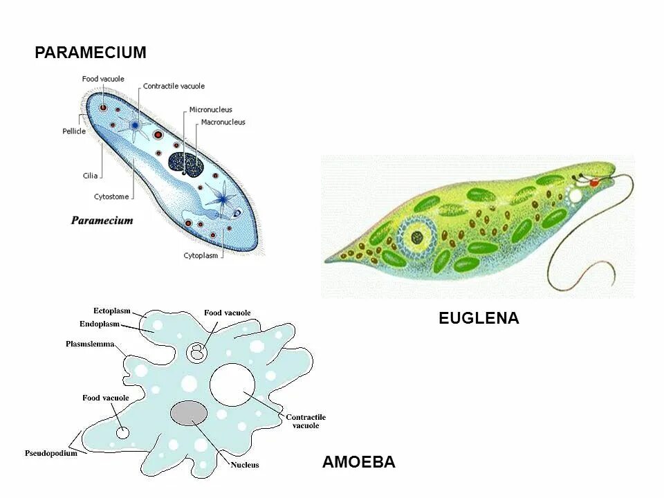 Пищеварительная вакуоль у эвглены. Эвглена зеленая строение рисунок. Амёба обыкновенная эвглена инфузория. Эвглена зеленая вакуоль.
