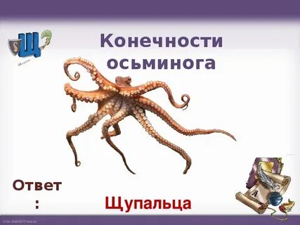 Конечности осьминога