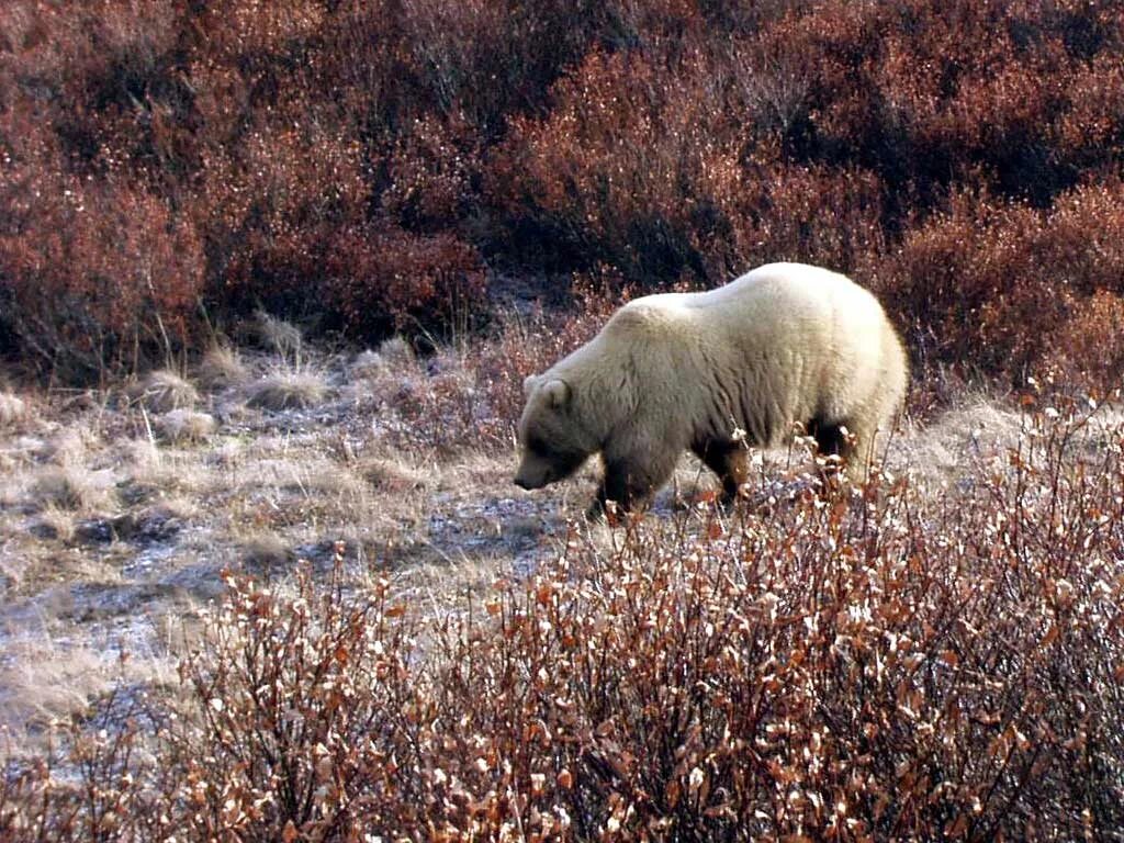 Какие животные встречаются в северной америке. Северная Америка медведь Гризли. Животные Америки. Бурый медведь в тундре.