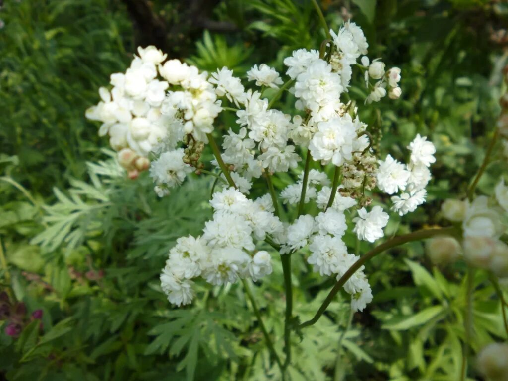 Лабазник вязолистный Plena. Лабазник обыкновенный Flore pleno. Лабазник махровый.