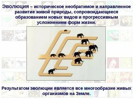 Эволюции форм жизни