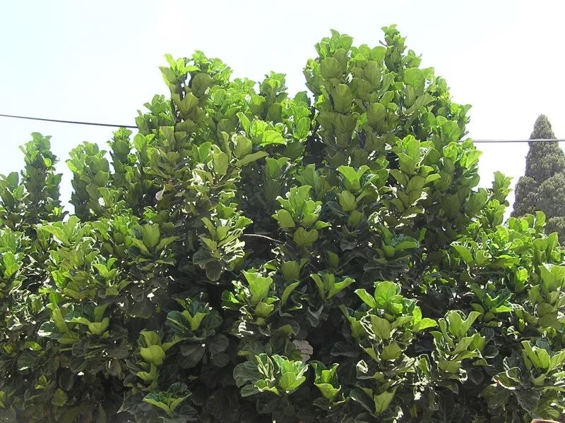 дерево элгарио южная корея. Ficus lyrata wild. вечнозелёные деревья юга. фикус лирата. каменный дуб дерево.