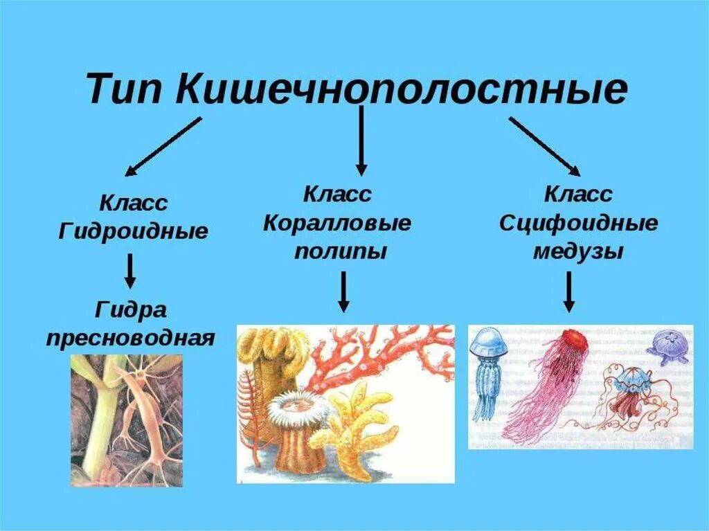 Многообразие кишечнополостных. Тип Кишечнополостные классы Гидроидные Сцифоидные коралловые полипы. Тип Кишечнополостные класс представители. Представители кишечнополостных 5 класс биология. Представители кишечнополостных 7 класс.