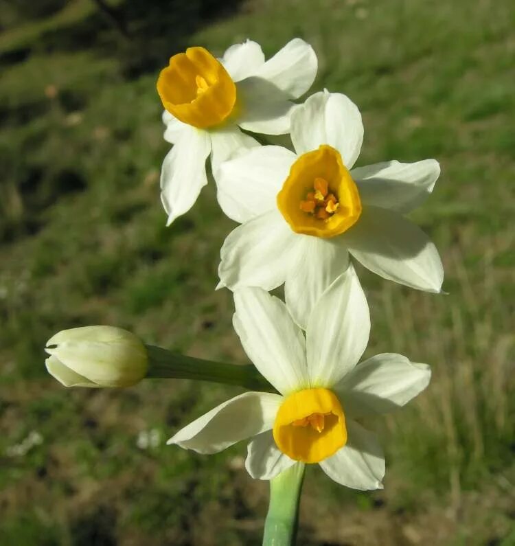 Нарциссы спб. Нарцисс тацетный. Нарцисс многоцветковый. Нарцисс тацеттовидный. Нарциссы тацетные Narcissus tazetta.