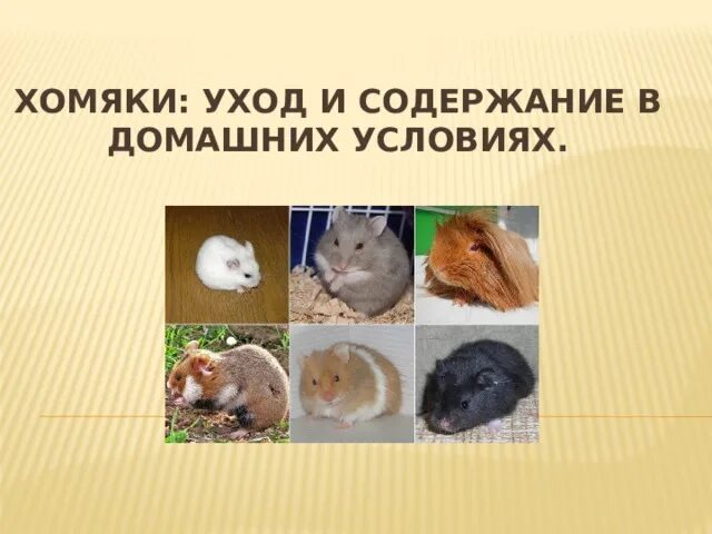 Содержание хомяка. Содержание хомяка