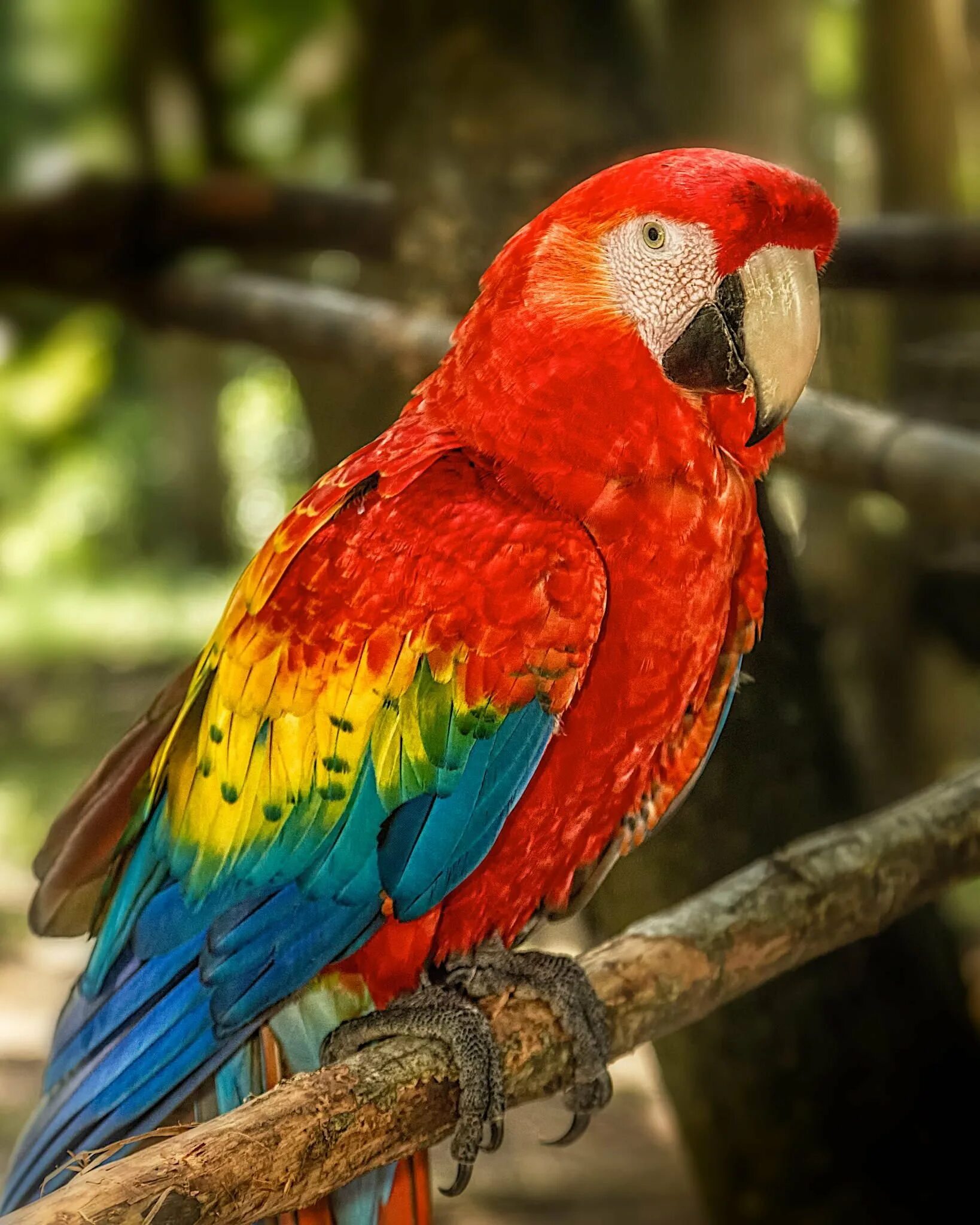 Большой цветной попугай. Попугай ара красный. Сельва попугай ара. Попугай ара Макао. Ara Ara попугай.