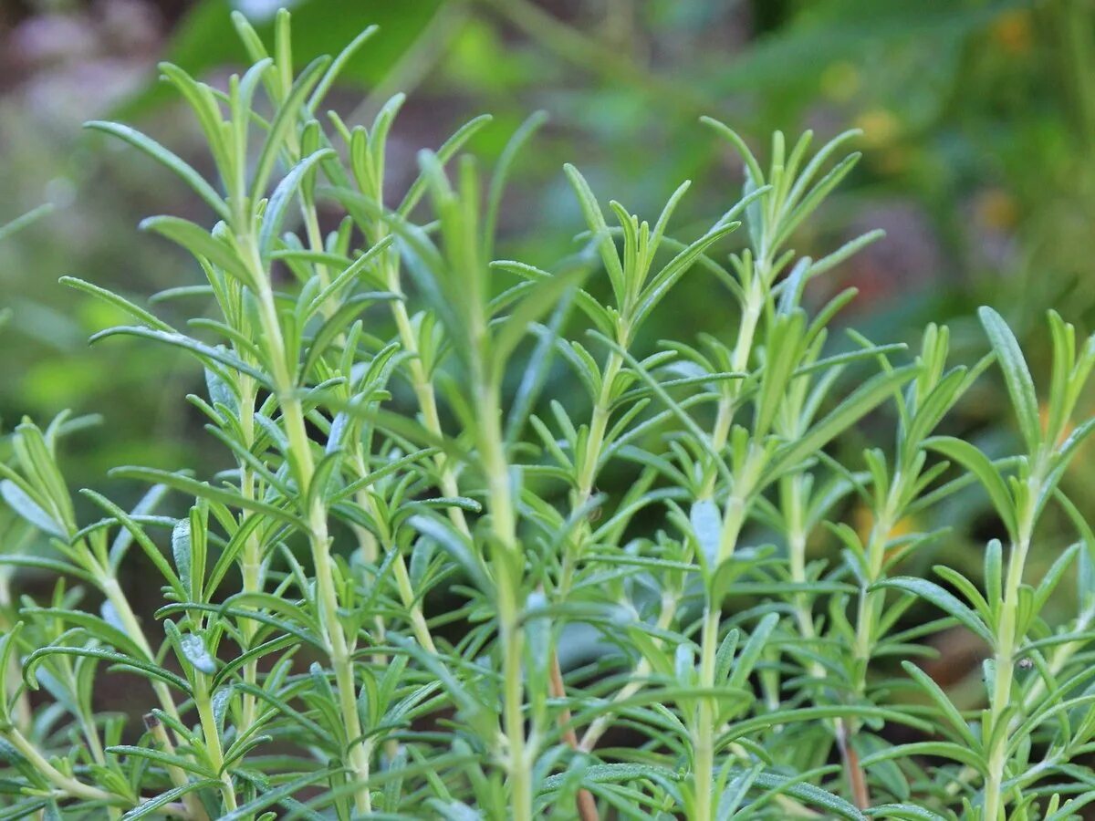 Розмарин растение. Розмарин лекарственный куст. Розмарин розеус. Розмарин горный. Розмарин вербенонный.
