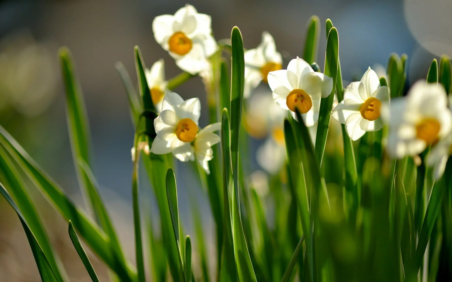 Весенние картинки на экран компьютера. Нарцисс Санни спринг. Первоцветы нарциссы. Нарцисс цветок. Нарцисс цветение.