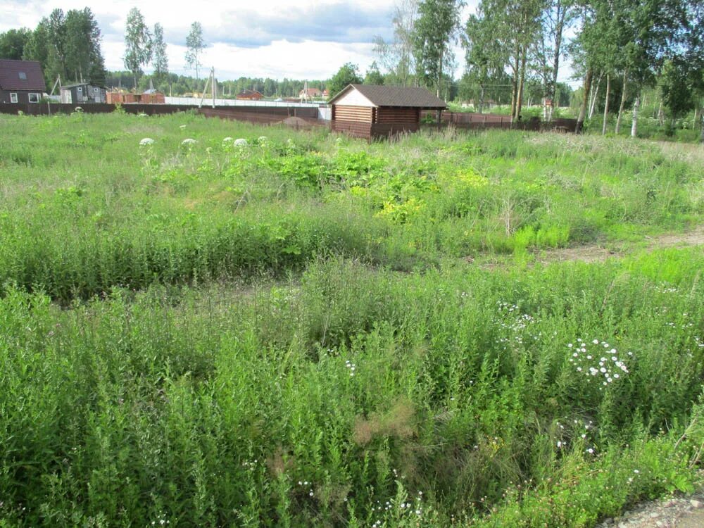 темные участки соответствуют. освещение на даче. участок 20 соток. поселок сосновая красноярский край. красивые загородные дома.