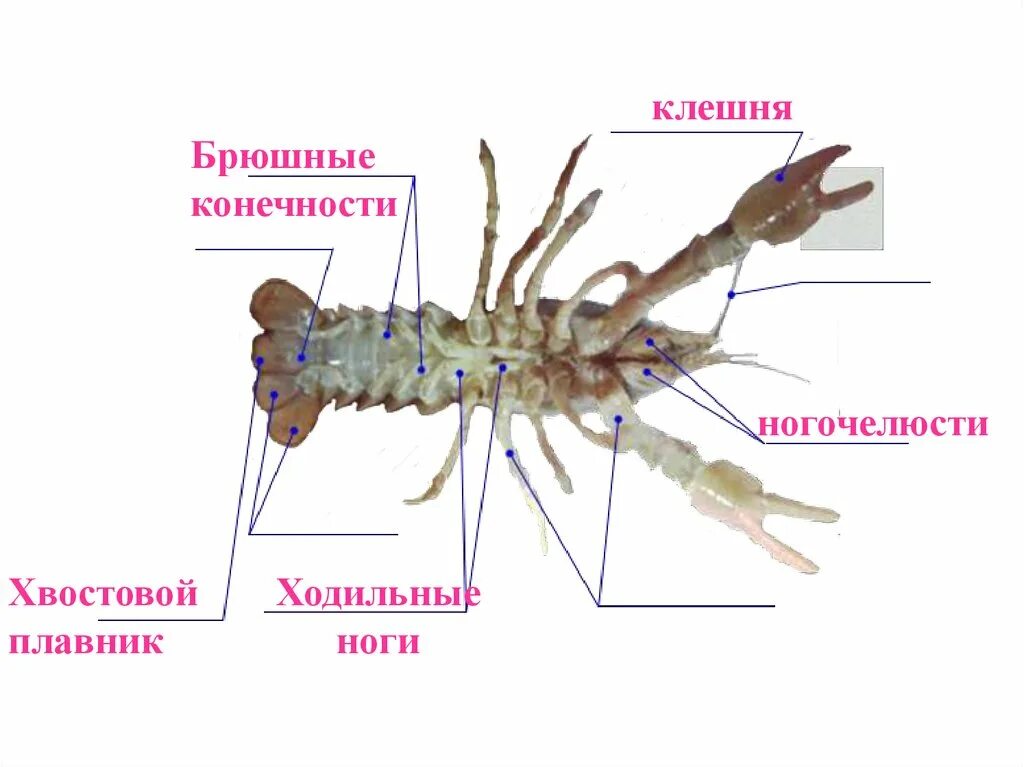 Конечности ракообразных. Брюшные конечности. Строение конечностей ракообразных. Брюшные ноги у ракообразных. Рассмотрите речного рака