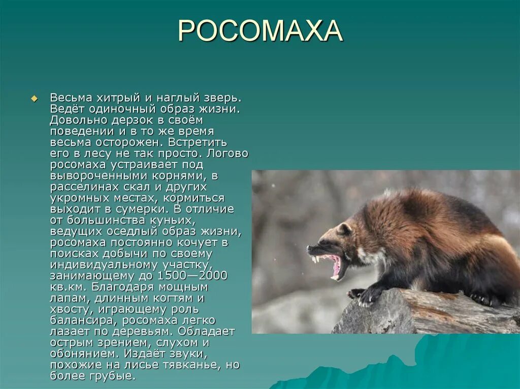 Росомаха в тундре. Росомаха обитает в тайге. Росомаха описание животного. Сообщение о Росомахе. Росомаха в какой природной зоне