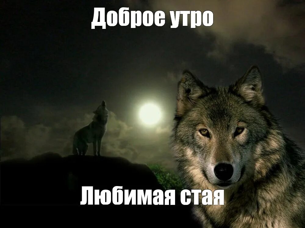 Любимая стая. Любимая стая