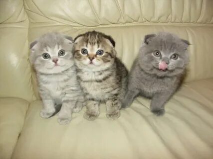 Продаю вислоухого котенка