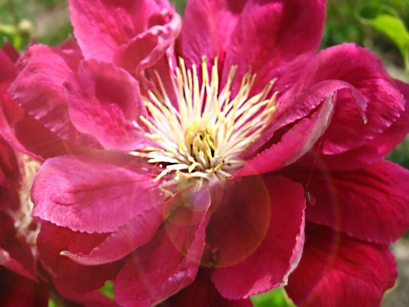 Клематис крупноцветковый Рэд Стар: купить в Москве саженцы Clematis Red Star в п