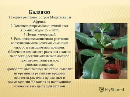 Описание цветка каланхоэ