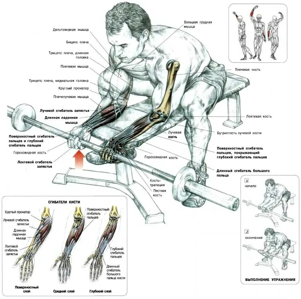 Анатомия силовых упражнений предплечье. Упражнения на предплечья в тренажерном зале для мужчин. Анатомия силовых упражнений трицепс. Схемы тренировок со штангой для мужчин. Хват снизу