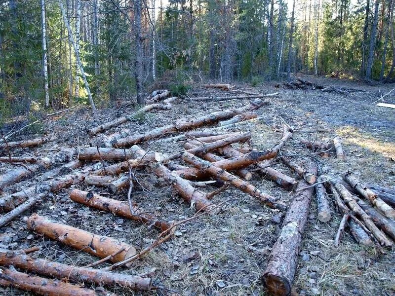 Лесные проблемы россии. Вырубка лесов. Рубка леса. Отходы лесозаготовок. Отходы лесного хозяйства.