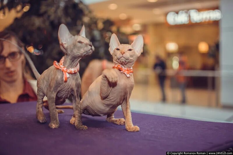 выставка бабочек сыктывкар трц июнь. выставка кошек ульяновск. выставка кошек в красноярске 2021. выставка кошек в мармеладе в великом новгорода. тц июнь выставка кошек.