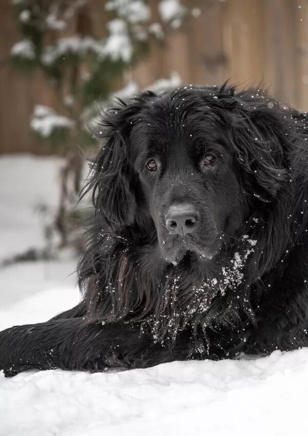 Верная собака. Лабрадор скучает. Глаза бордер колли. Лабрадор гладкошерстный черный. Видеть во сне большую черную собаку женщине.