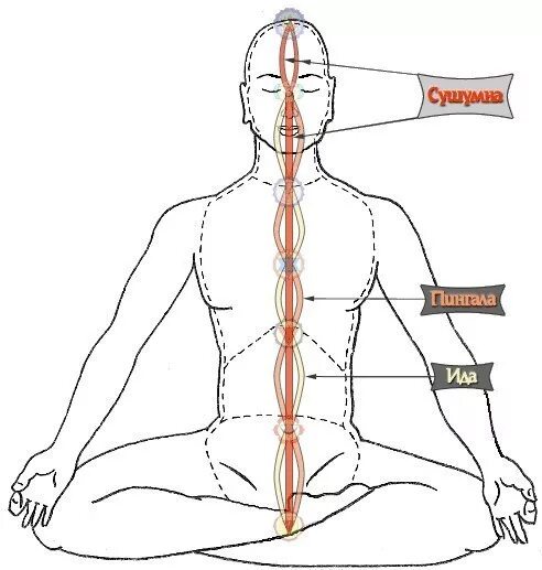Нисходящий человек. Нади и чакры сушумна.