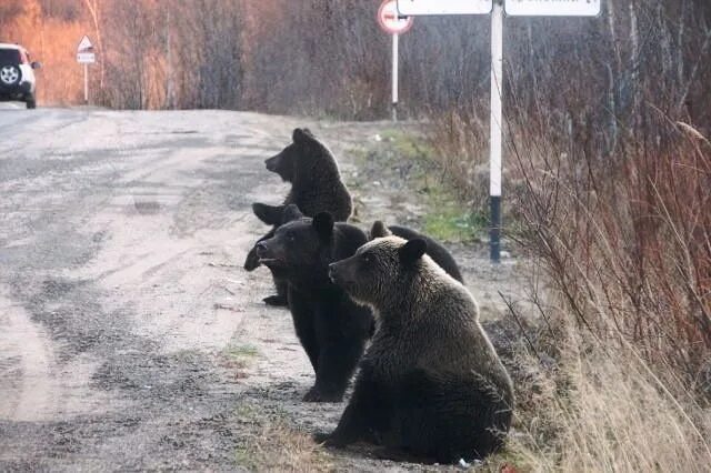 Мы медленно шли по дороге обсаженной старыми. Медведь Сибирь. Медвежонок на дороге. Медведи в населенных пунктах.
