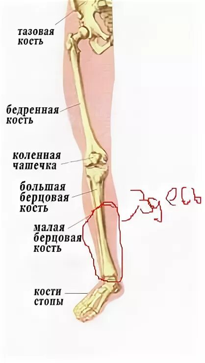 Кость на ноге ниже колена спереди