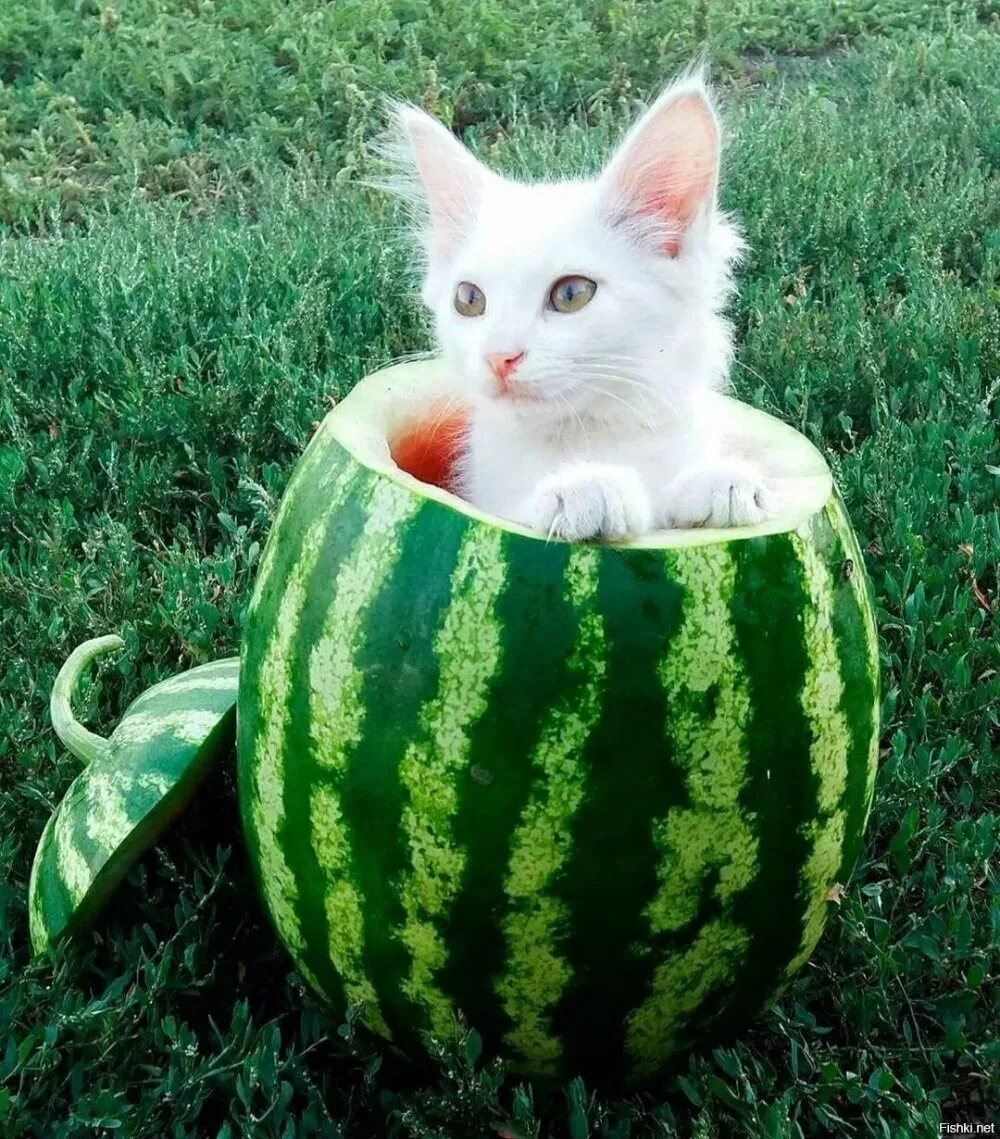 Кот есть арбуз. Кот на арбузе. котик с арбузом. арбуз на коте. коты и арбузы.