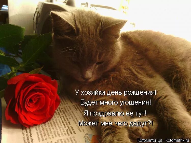 Открытая планета. Поздравления с днём рождения дневника. С днем рождения хозяйка. Медаль хозяюшка. Кот поздравляет с днем рождения хозяйку.