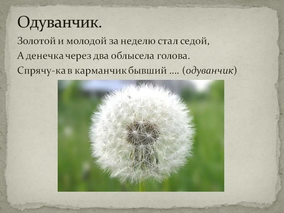 Одуванчик цитаты. Одуванчик. стихотворение про одуванчик. загадка про одуванчик. интересные факты о одуванчике.
