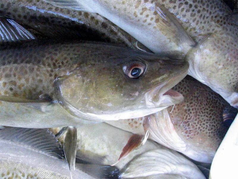 Треска фото смешной. Морская рыба пикша. Рыба из тресковых. Пресноводная треска 5. Дальневосточная навага.