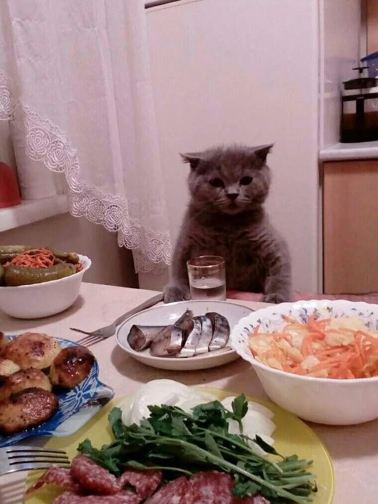 Кот за столом с едой. Котик за столом с едой. Обед картинки прикольные. Кот обедает. Он просто хотел поесть а она