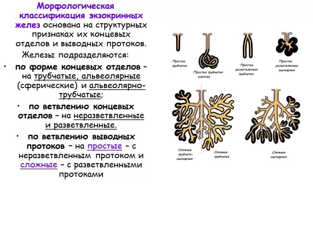 Морфологическая классификация экзокринных желез. Строение и классификация экзокринных желез. Классификация желез по строению концевых отделов. Типы экзокринных желез по строению. Экзокринные железы выводные протоки