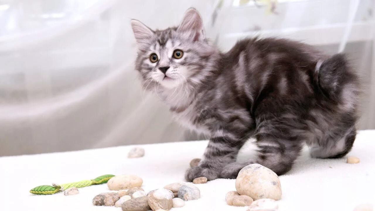 Котята курильского бобтейла питомник
