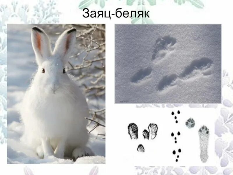 Следы зайца беляка для детей. Следы зайца беляка и русака на снегу. Заяц Русак и заяц Беляк следы на снегу. Следы зайца русака и беляка.