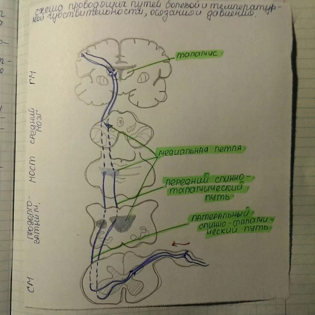 Спинно таламический. Проводящие пути экстероцептивных видов чувствительности. Спинно таламический путь неврология. Спиноталамический тракт неврология. Спинно таламический проводящий путь.