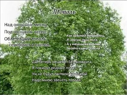 Дерево есенина