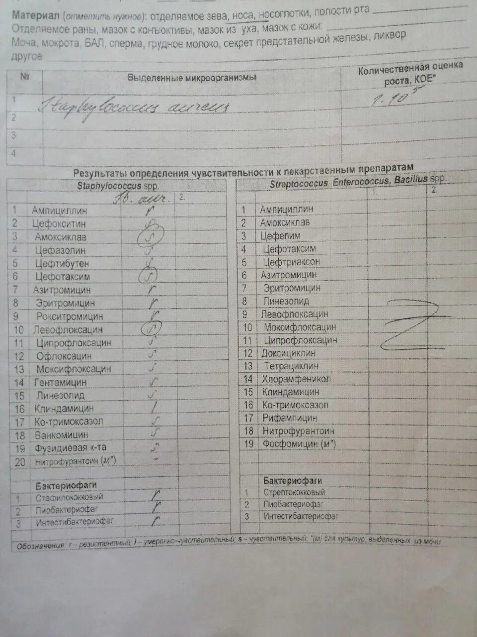 Стафилококк ауреус в зеве норма. Стафилококк в мазке из носа у ребенка. норма стафилококка в мазке из носа. норма стафилококка в мазке из носа у ребенка. норма стафилококка в мазке из носа и зева.