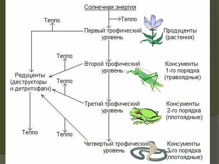 В экосистемах первый трофический уровень занимают. Пищевая цепь организмов продуценты консументы редуценты. Пищевая цепь питания редуценты консументы. Пищевая цепь пищевая сеть трофические уровни. Цепи питания животных консументы редуценты.