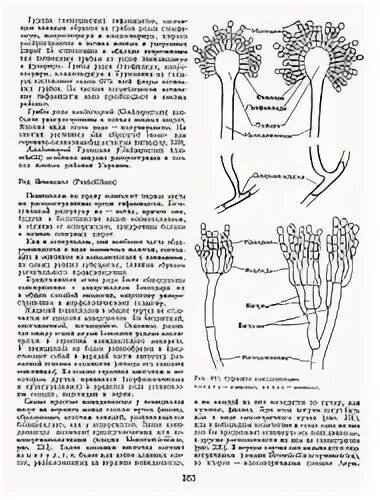 Чем строение пеницилла отличается от строения. Жизненный цикл пеницилла схема. половое размножение пеницилла. половое размножение аспергилла. жизненном цикле пеницилла.