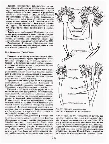 Жизненный цикл пеницилла схема. Половое размножение пеницилла. Половое размножение аспергилла. Жизненном цикле пеницилла. Чем строение пеницилла отличается от строения хлебных