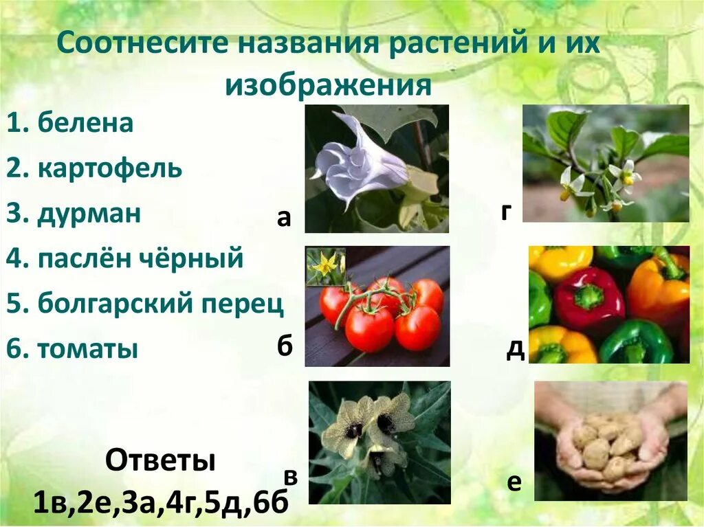 Пасленовые примеры названия. Пасленовые биология 6 класс. пасленовые однолетние. декоративные растения семейства пасленовых. перец семейство пасленовых.