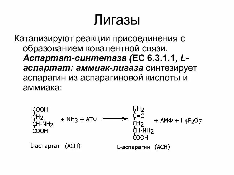 Ферменты реакции примеры. Лигазы примеры реакций. Характеристика катализируемых реакций лигазы. Лигазы ферменты пример реакции. Подкласс фермента лигазы.