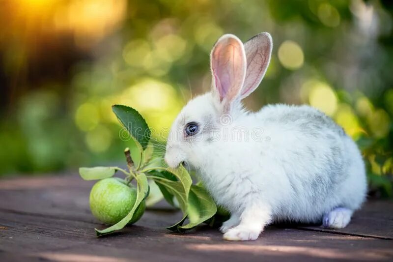 Можно кролику яблоко. Яблочные кролики. Кролик с яблоками. Кроличье яблоко. Кролики эпл.