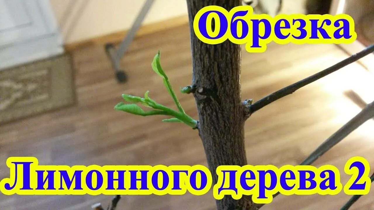 Как правильно обрезать лимон. Обрезанный лимон. как правильно обрезать лимонное дерево. обрезка старого лимонного дерева. как обрезать лимонное дерево в домашних условиях.